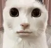 channelorange's avatar